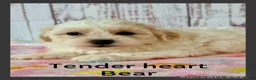 Teddy Bear dogs for sale: Tender heart Bear - Ad 1
