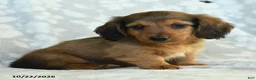 Miniature Dachshund dogs for sale: Paddington - Ad 3