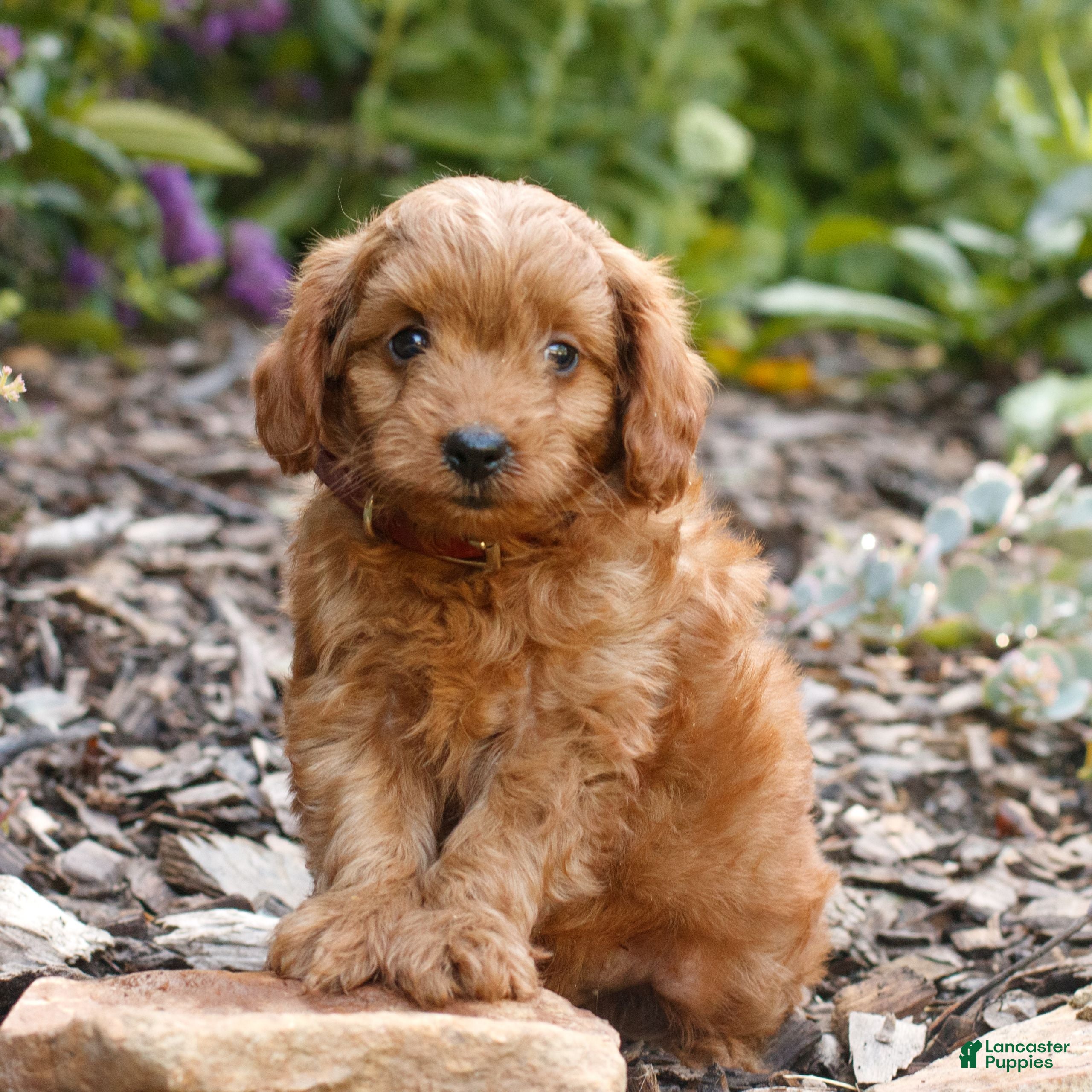 Cavapoo dogs Legend  - Ad 1