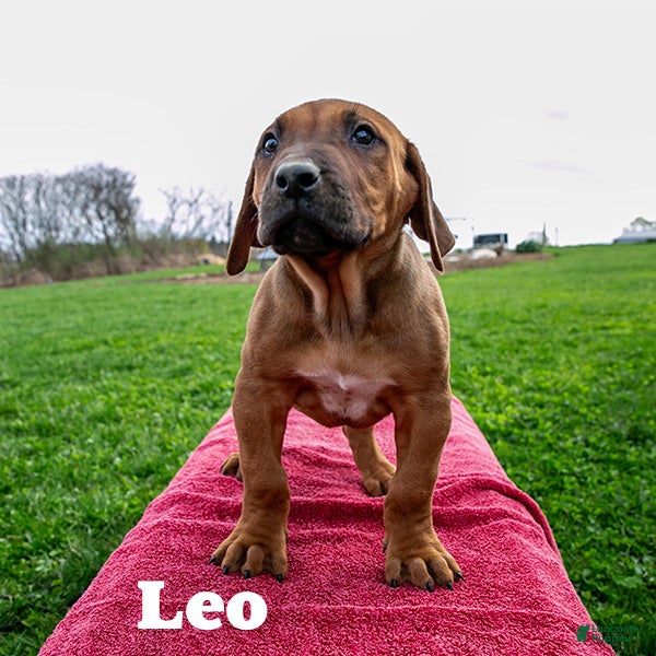 Rhodesian Ridgeback dogs Leo - Ad 1