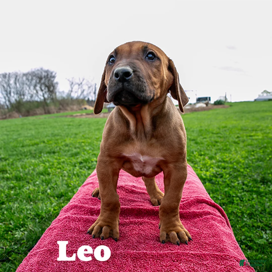 Rhodesian Ridgeback dogs for sale: Leo - Ad 1