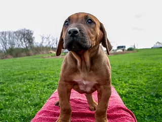 Rhodesian Ridgeback dogs for sale: Leo - Ad 4