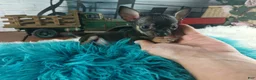 Chihuahua dogs for sale: Debras blk tan boy. Hand Delivery  - Ad 6