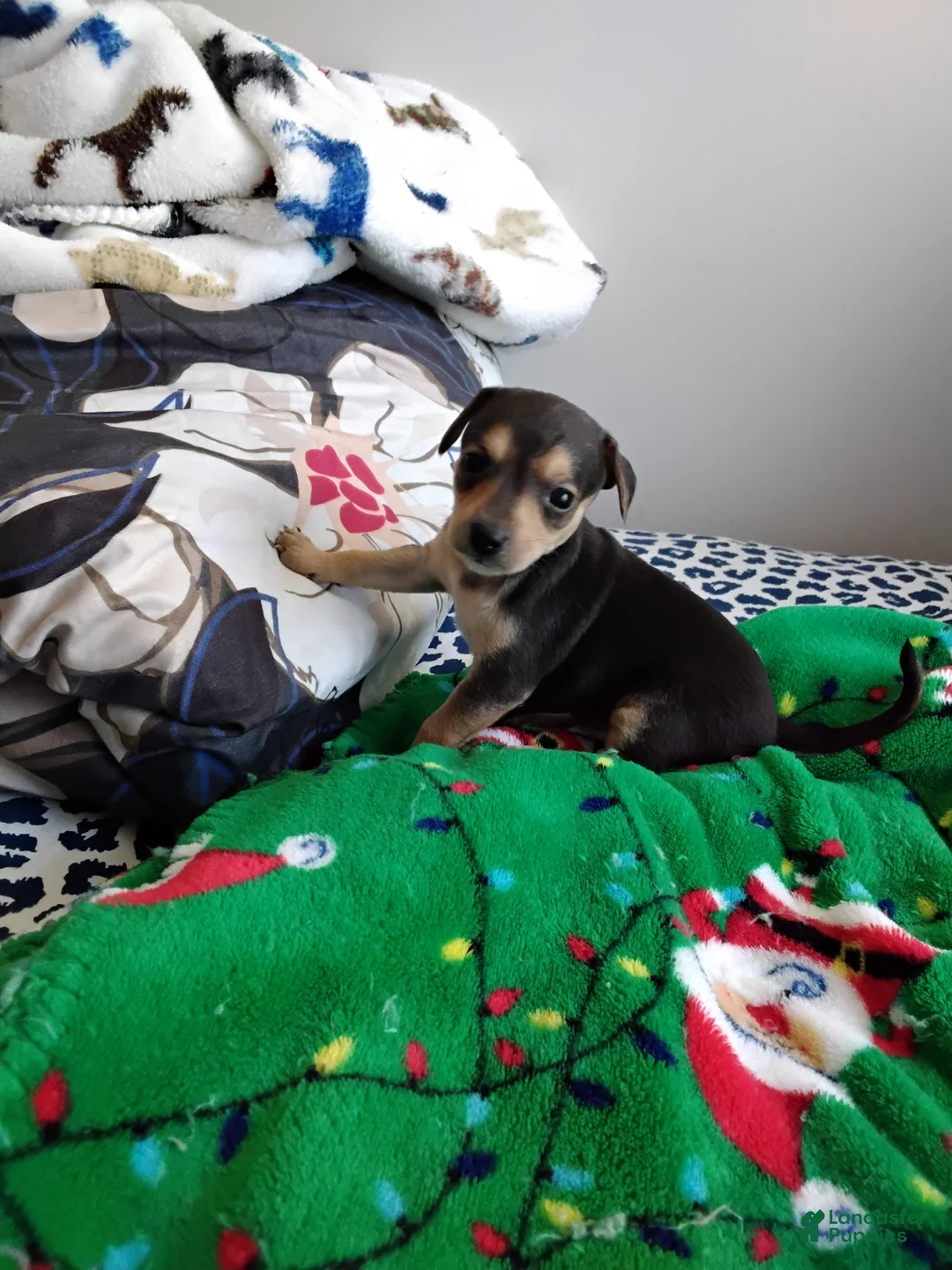 Mixed Breed dogs for sale: Poppy - Ad 2