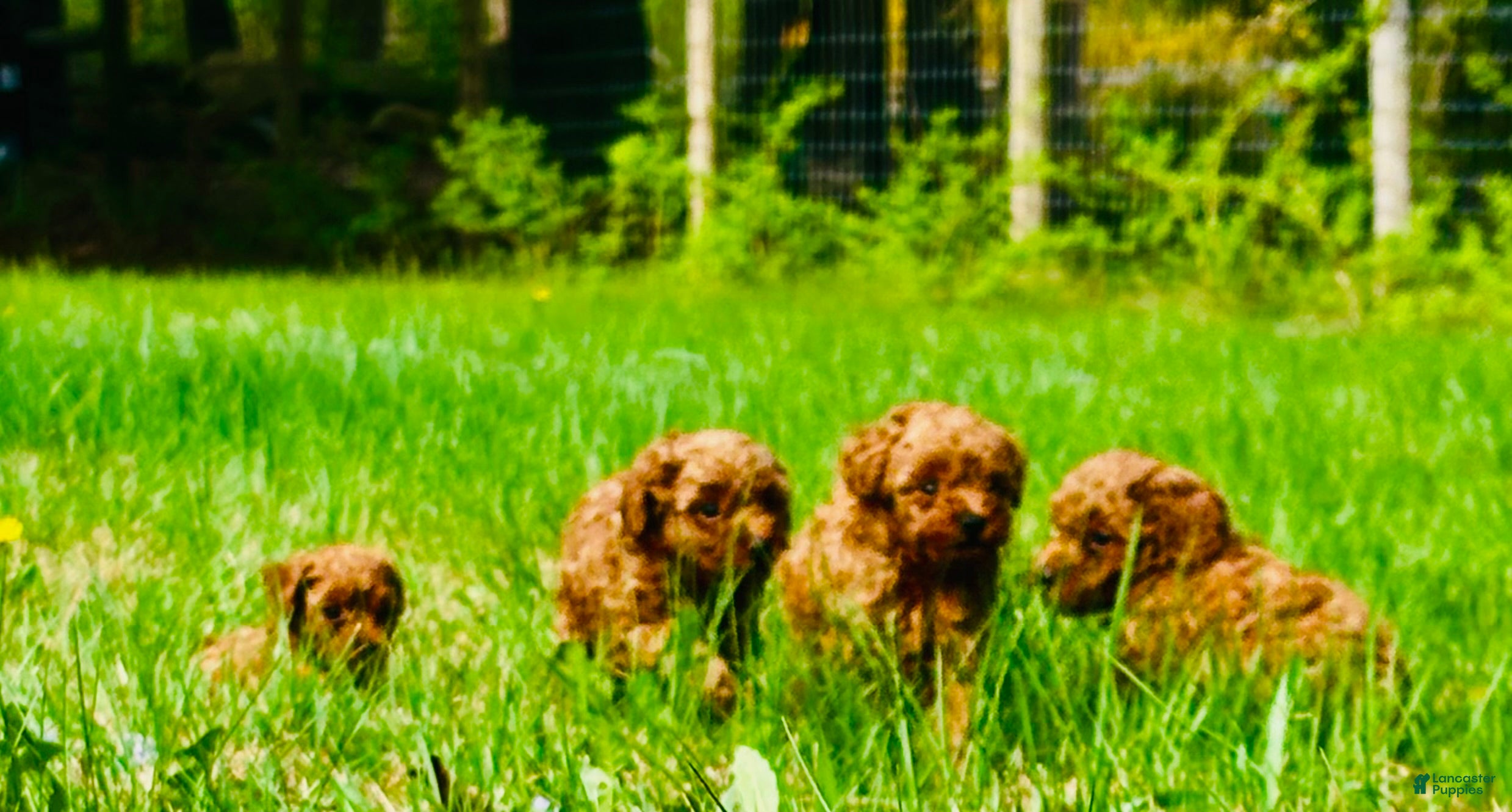 Toy Poodle dogs Toy Poodle Puppy 3 - Ad 5