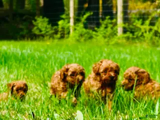 Toy Poodle dogs Toy Poodle Puppy 3 - Ad 5