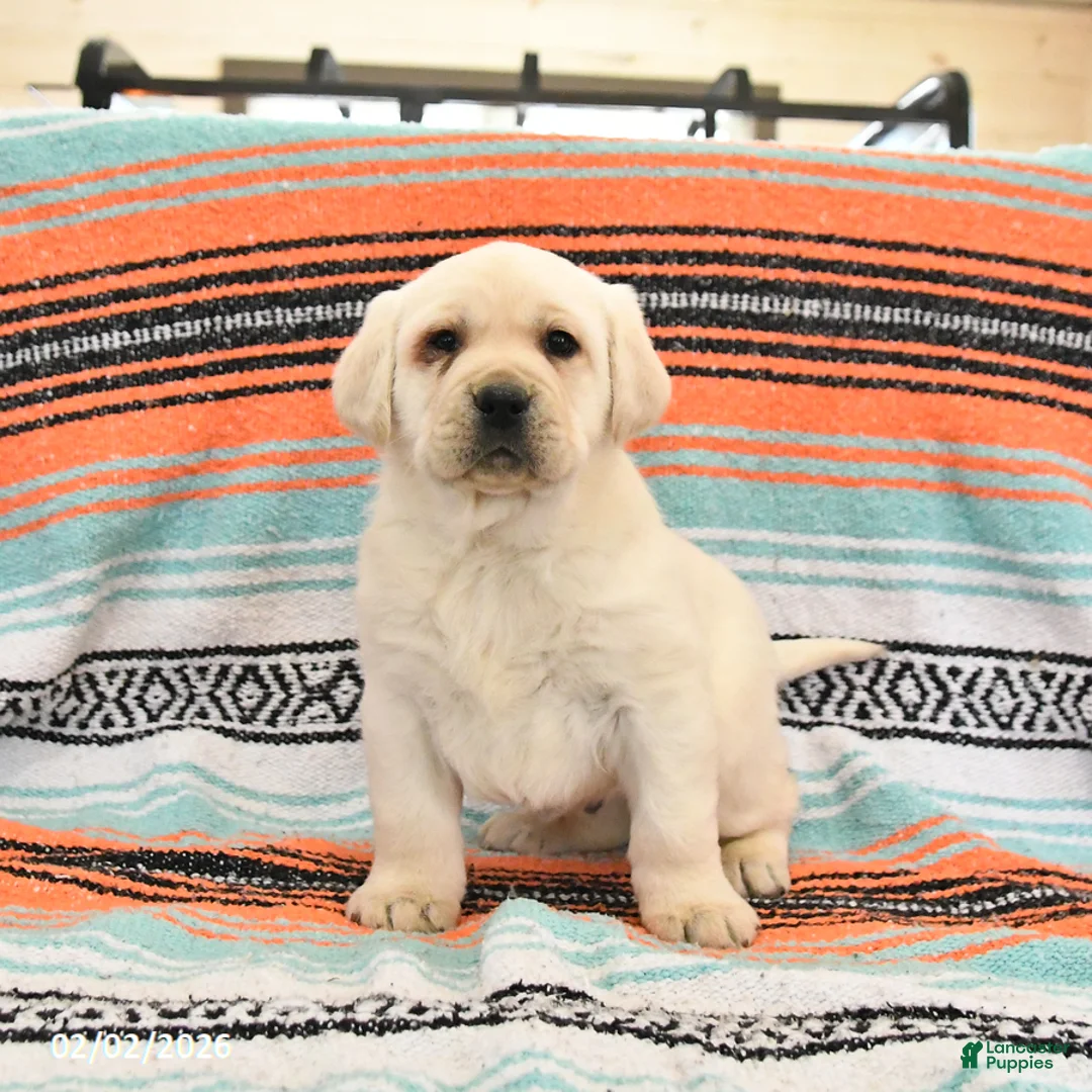 Labrador Retriever dogs for sale: Tonka - Ad 3