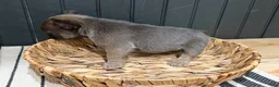 French Bulldog dogs for sale: Blueberry - Ad 16
