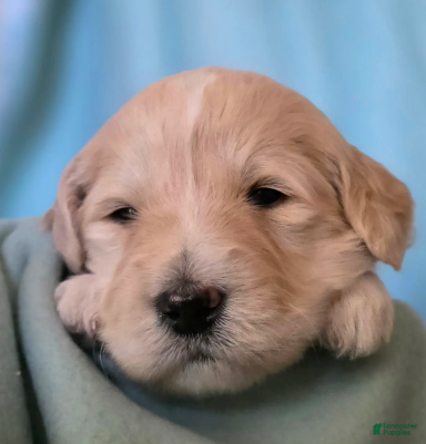 Goldendoodle dogs Clara - Ad 24