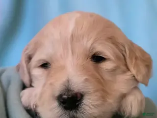 Goldendoodle dogs Clara - Ad 11