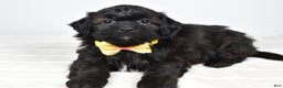 Shihpoo dogs for sale: Ike  - Ad 7