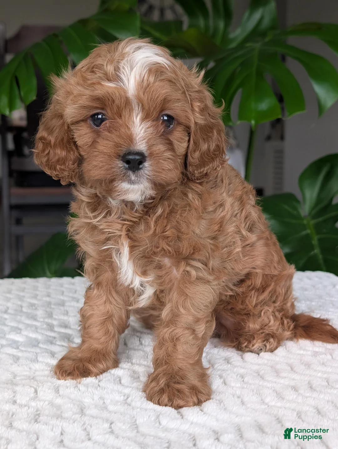 Cavapoo dogs for sale: Myles - Ad 1