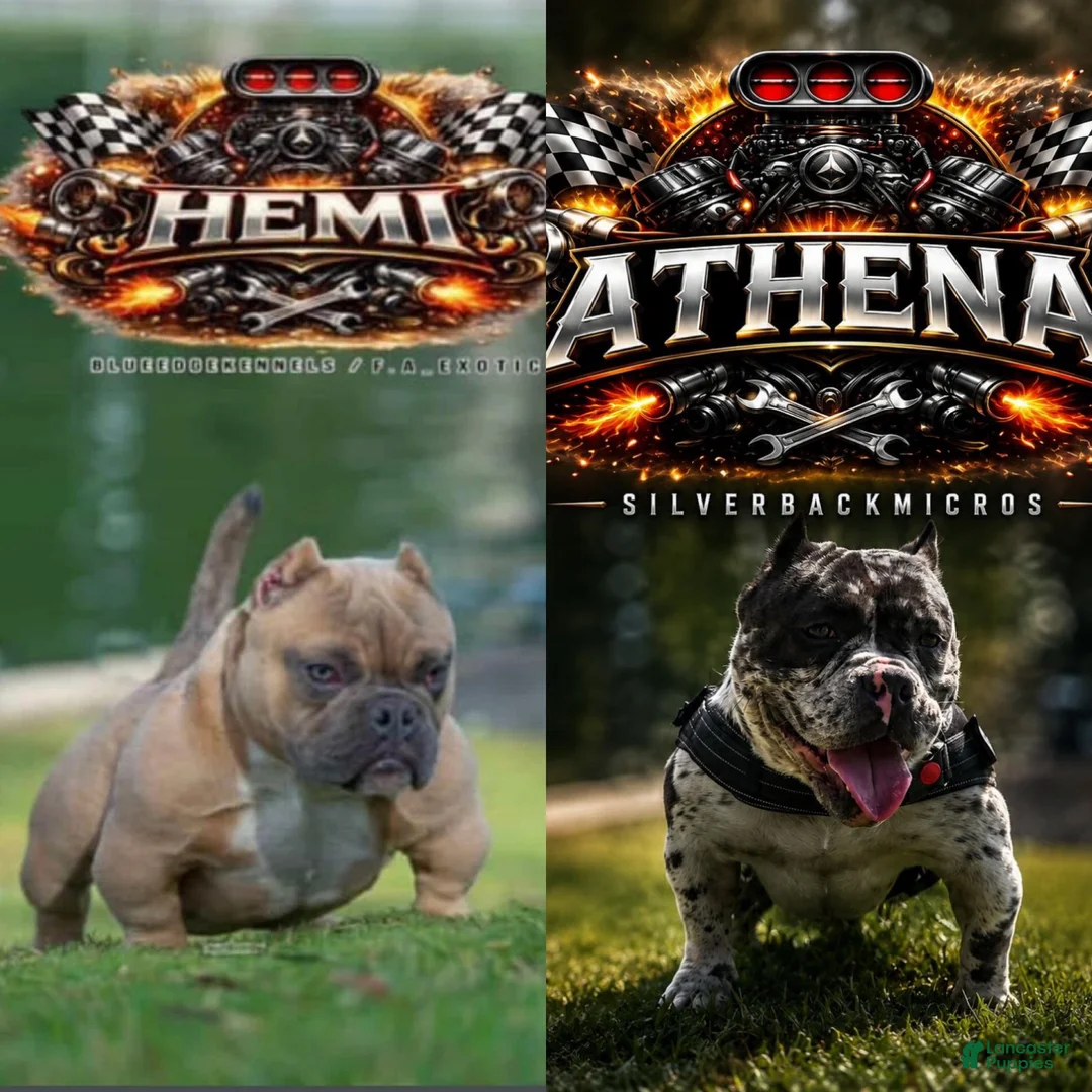American Bully dogs for sale: American Bully 1 - Ad 2