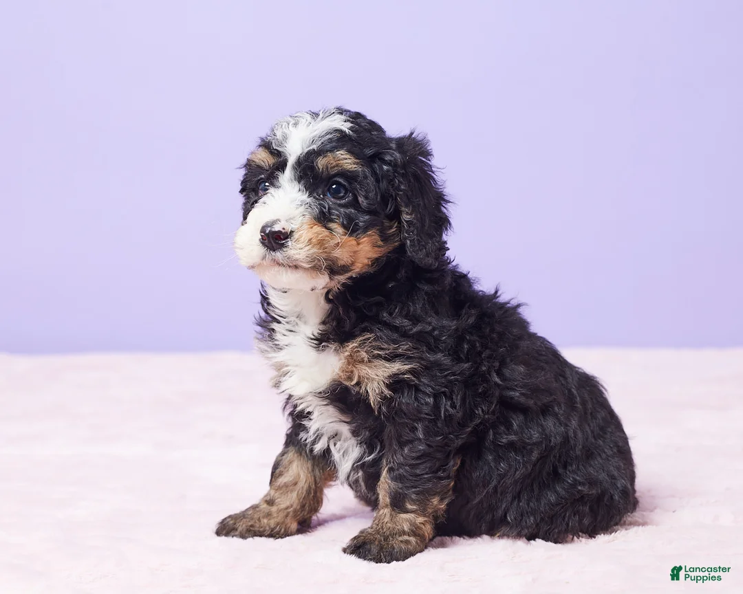 Mini Bernedoodle dogs for sale: Roscoe - Ad 6