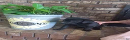 Labrador Retriever dogs for sale: Labrador Retriever Puppy 1 - Ad 2