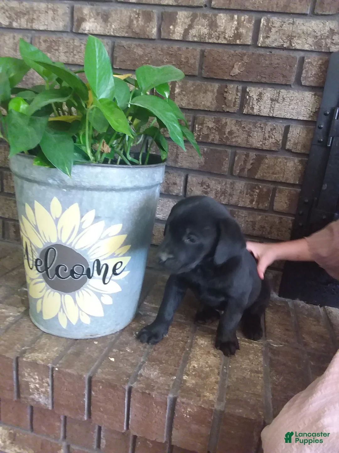 Labrador Retriever dogs for sale: Labrador Retriever Puppy 1 - Ad 2