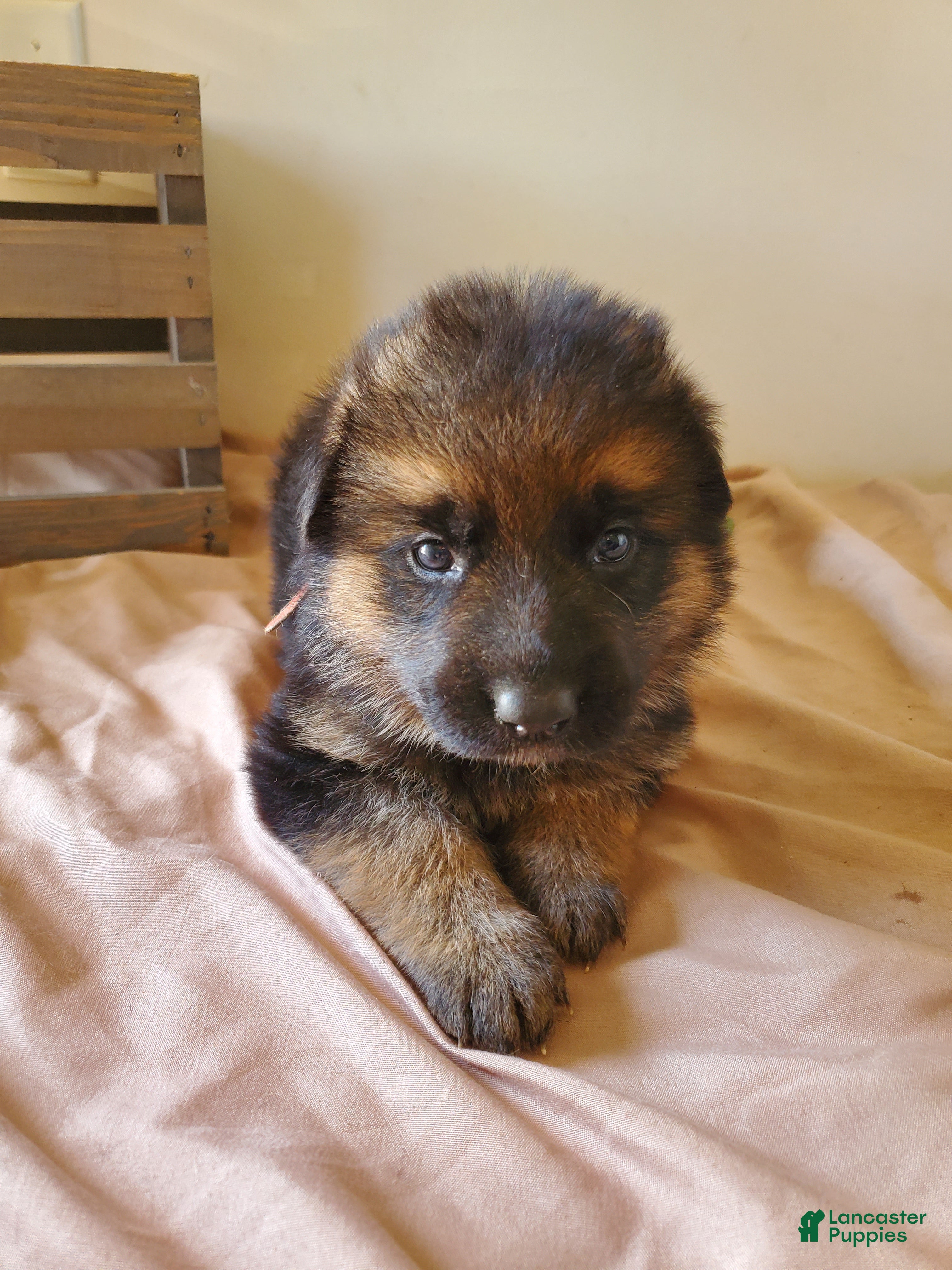 German Shepherd dogs Rose - Ad 1