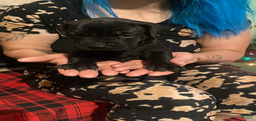 Gallery Image {{count}}