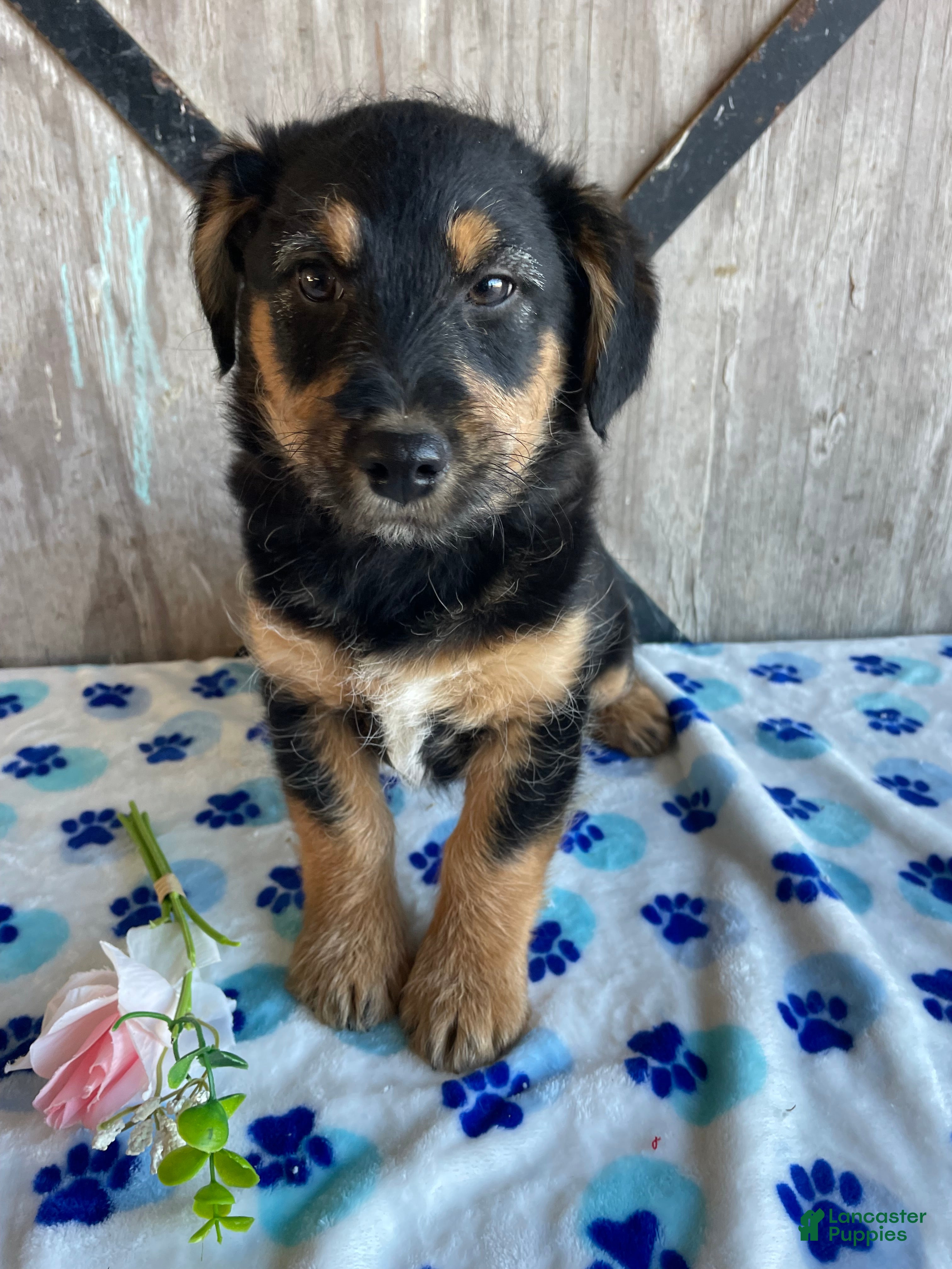 Corgipoo dogs Ernie - Ad 5