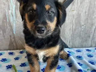 Corgipoo dogs Ernie - Ad 5