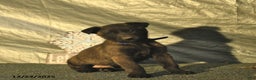 Belgian Malinois dogs for sale: Ceder - Ad 2