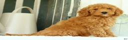 Mini Goldendoodle dogs for sale: Vanessa - Ad 7