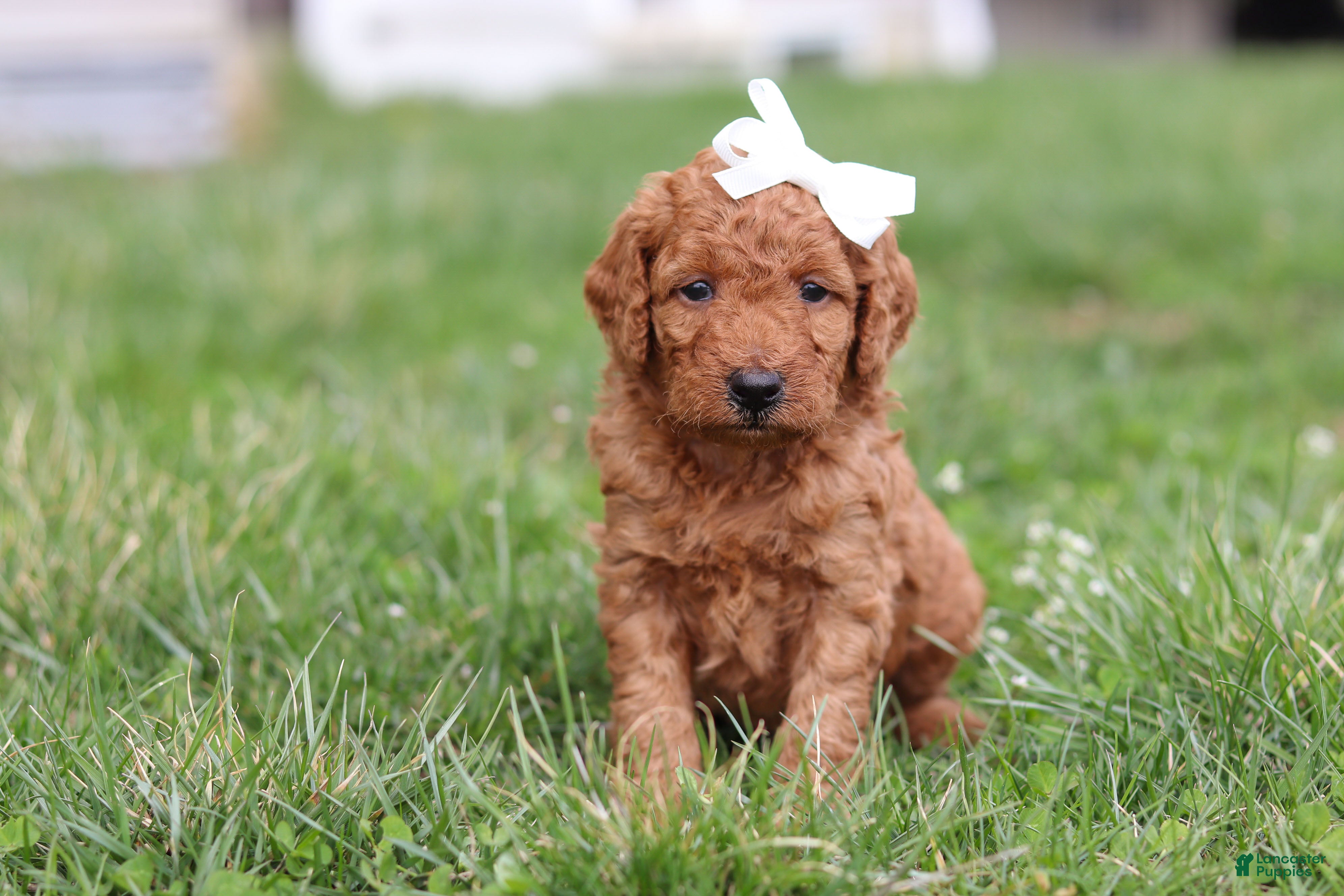 Miniature Labradoodle dogs Tasha - Ad 1