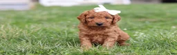 Mini Goldendoodle dogs for sale: Tasha - Ad 1