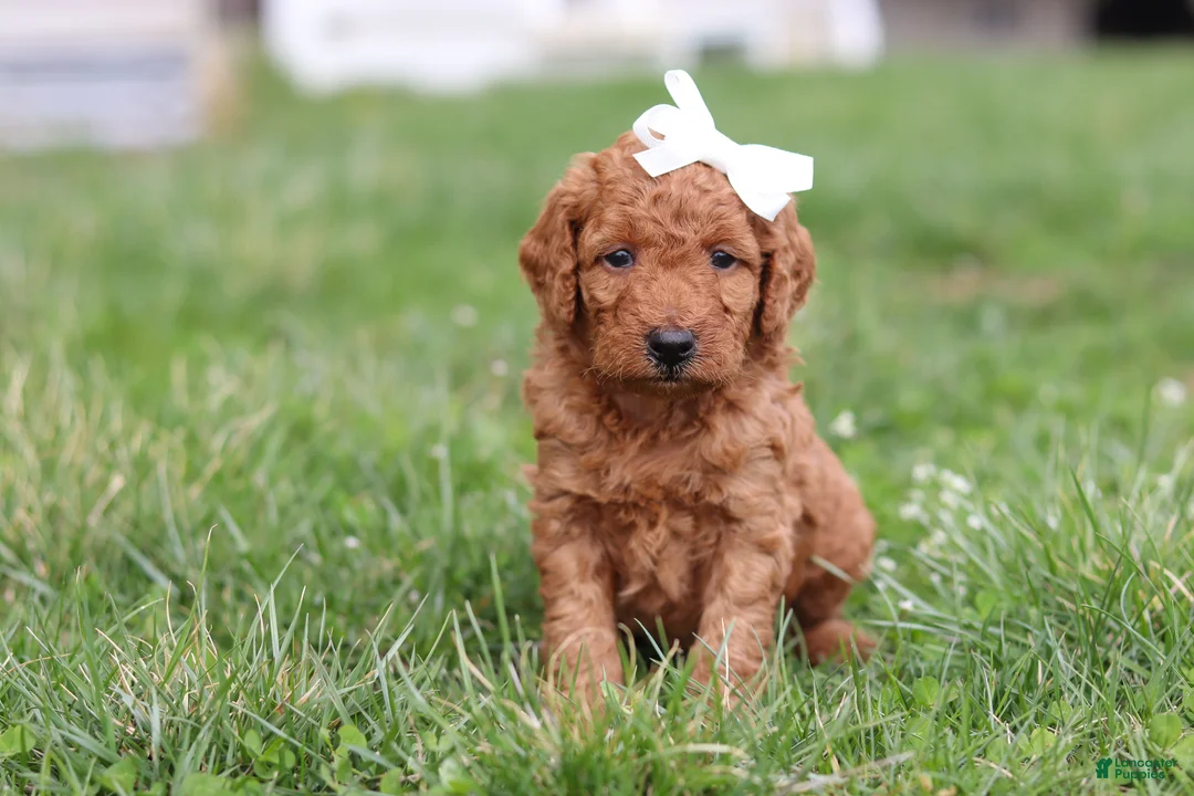 Mini Goldendoodle dogs for sale: Tasha - Ad 1