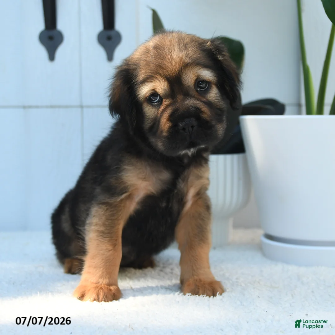 Mini Hippo dogs for sale: Chloe - Ad 1