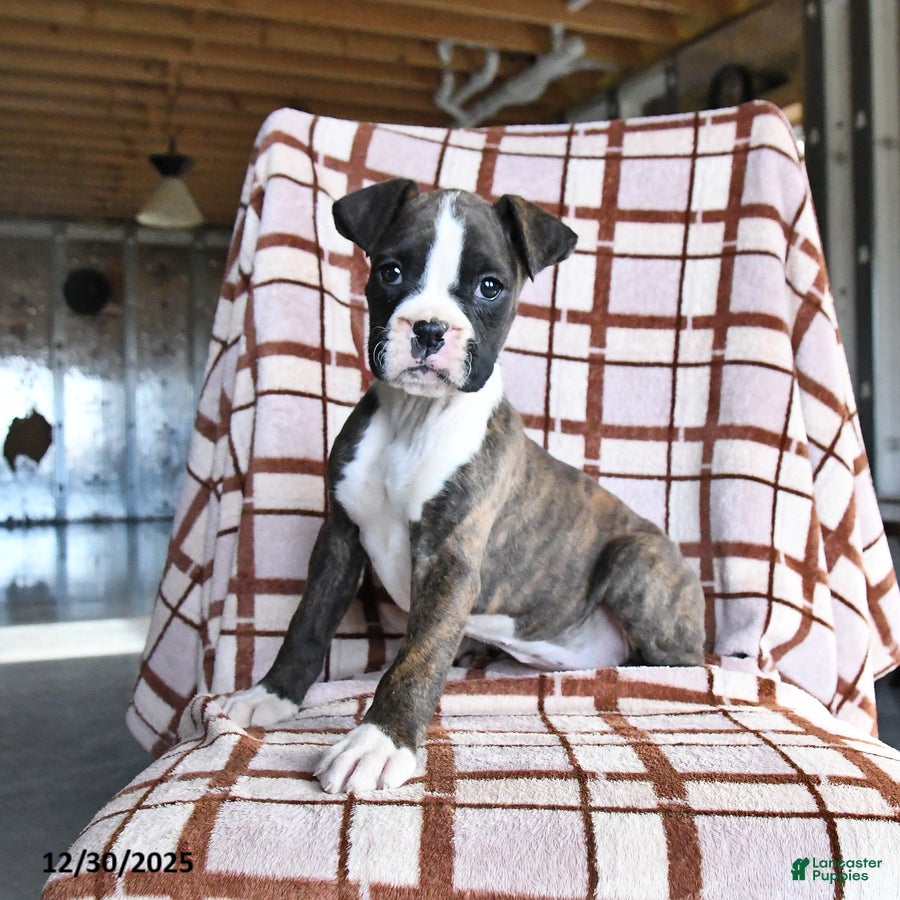 Boxer dogs Lindsey - Ad 33