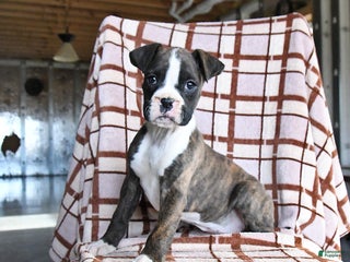 Boxer dogs Lindsey - Ad 14