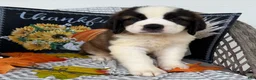Saint Bernard dogs for sale: Princess - Ad 1