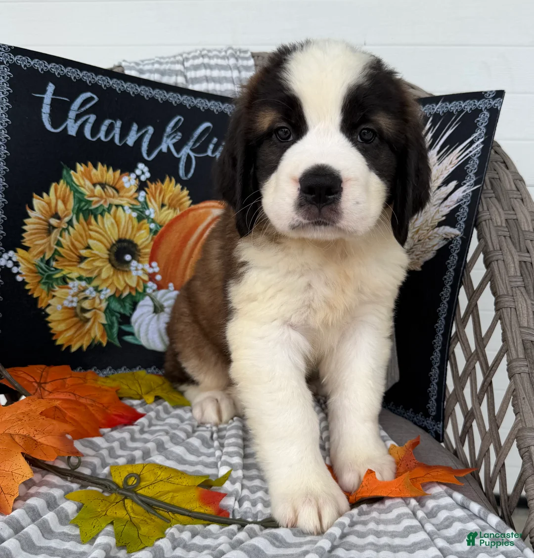 Saint Bernard dogs for sale: Princess - Ad 1