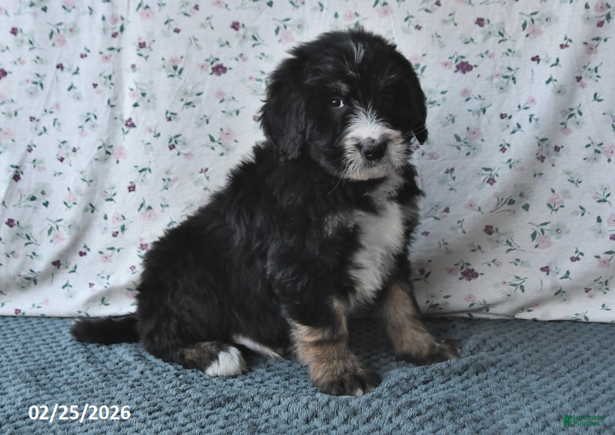 Bernedoodle dogs Bear - Ad 2