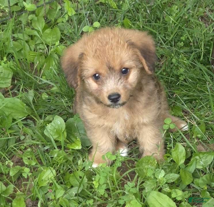 Corgipoo dogs Bella  - Ad 13