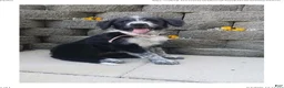 Mixed Breed dogs for sale: Mabel - Ad 12