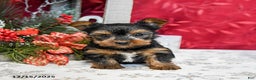 Yorkshire Terrier dogs for sale: Teddy - Ad 5