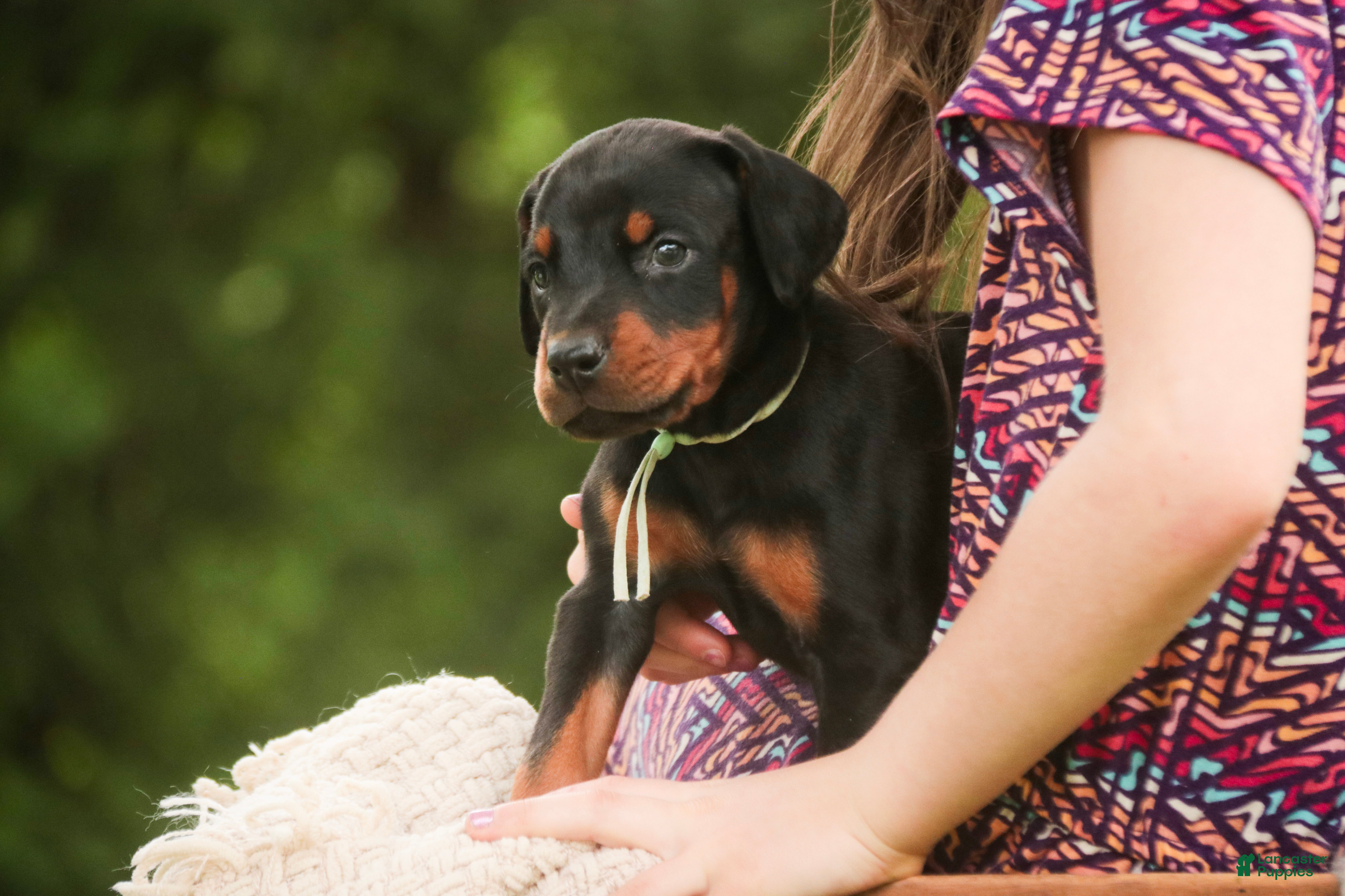 Doberman Pinscher dogs for sale: Reverie - Ad 6