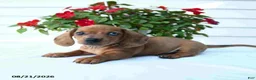 Miniature Dachshund dogs for sale: Buster - Ad 3