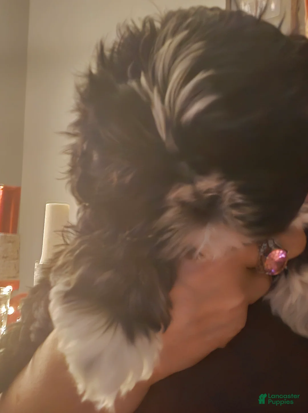 Shih Tzu dogs for sale: Shih Tzu Puppy 2 - Ad 3