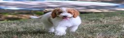 Standard Poodle dogs for sale: Blossom - Ad 9