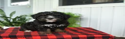 Mini Bernedoodle dogs for sale: Cindy - Ad 4