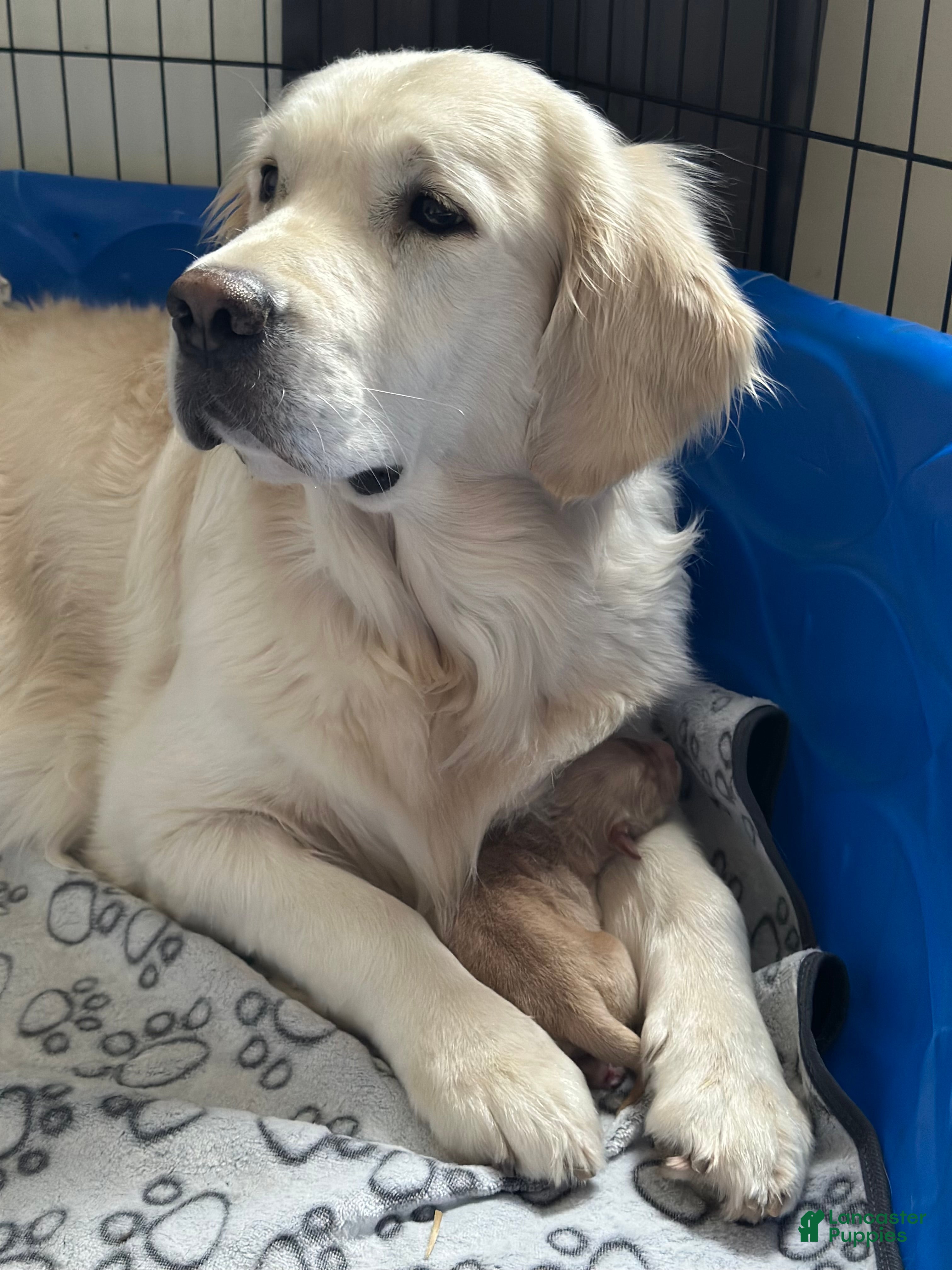 Golden Retriever dogs Golden Retriever Puppy 1 - Ad 9