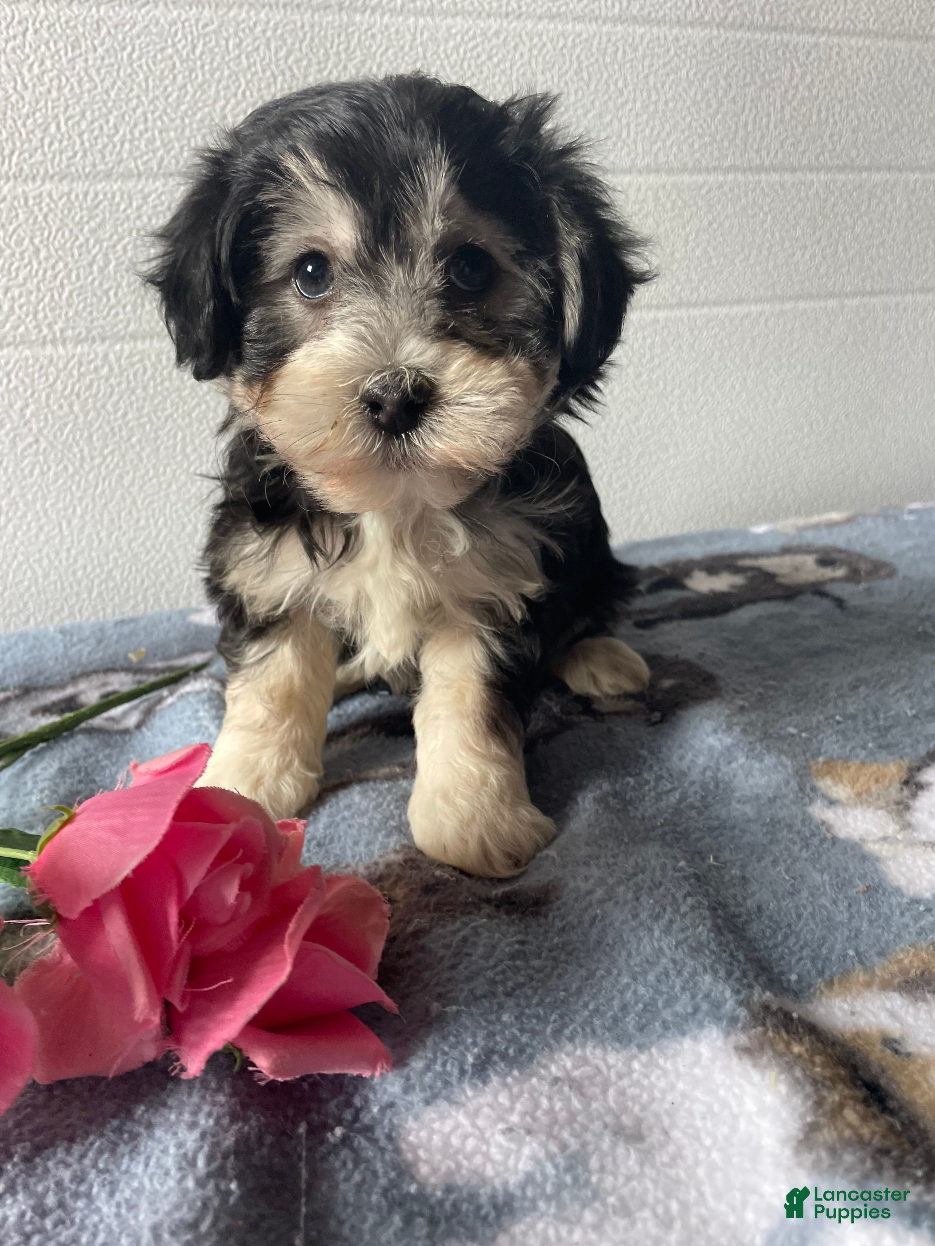 Havapoo dogs Cecil - Ad 16