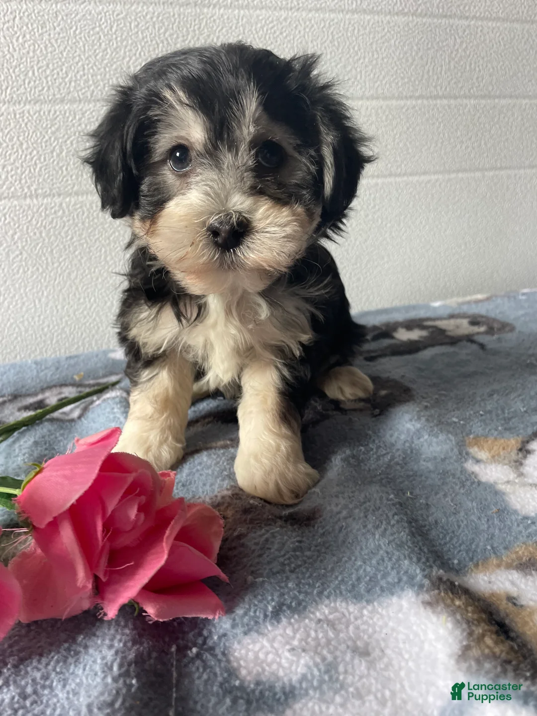 Havapoo dogs for sale: Cecil - Ad 1