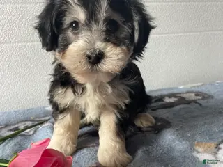 Havapoo dogs Cecil - Ad 16