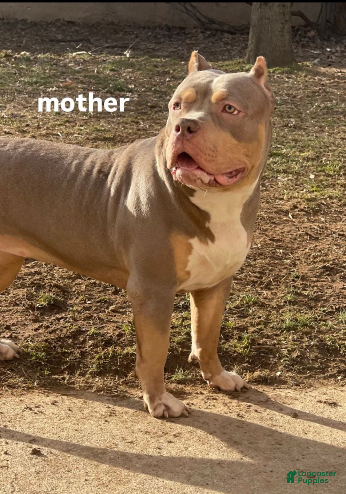 American Bully dogs Lila - Ad 2