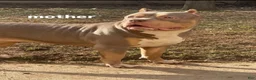 American Bully dogs for sale: Lila - Ad 2
