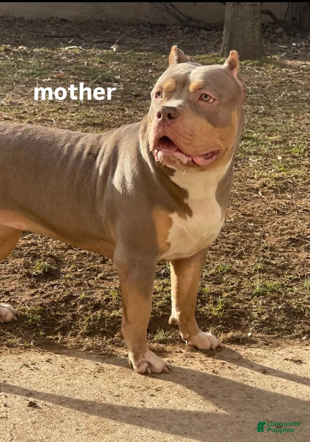 American Bully dogs for sale: Lila - Ad 2
